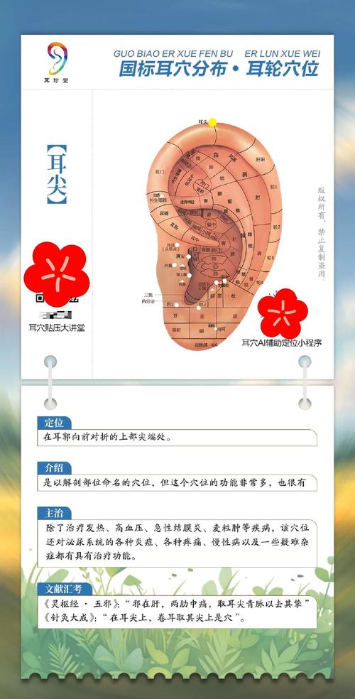 耳朵耳垂尖的人命运如何？耳朵尖是否代表身体某部位？