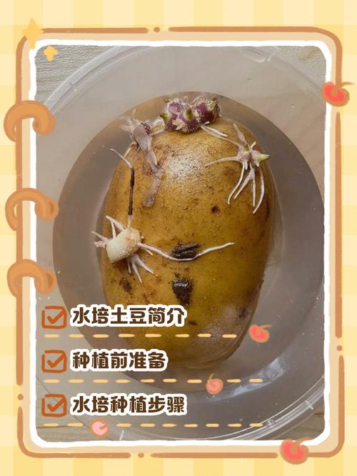 室内种植土豆会对家中的风水产生不良影响吗？