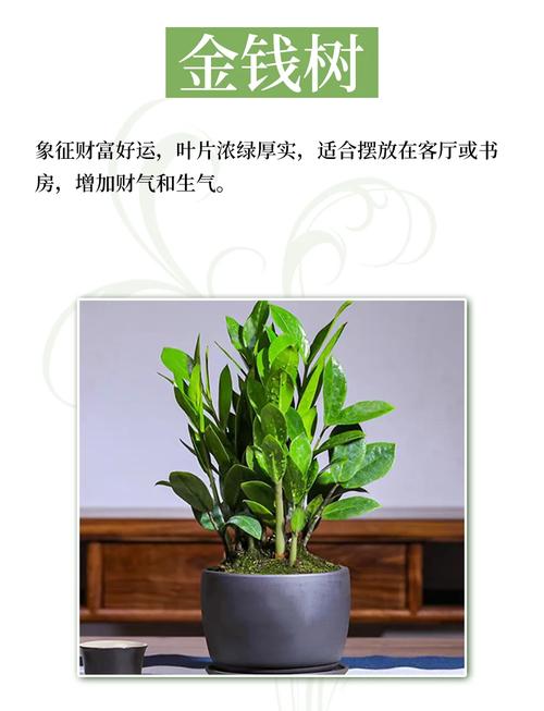 土命人家里养什么植物蕞旺财？