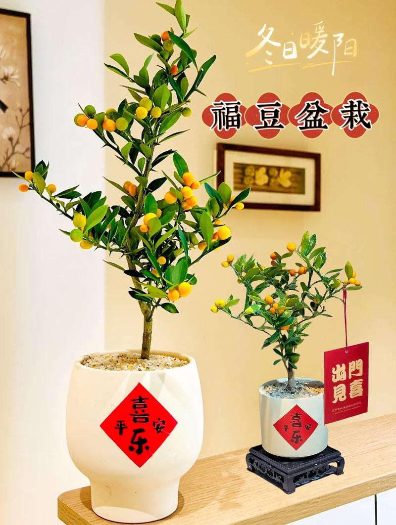 家里摆放相思豆会对风水产生怎样的影响呢？