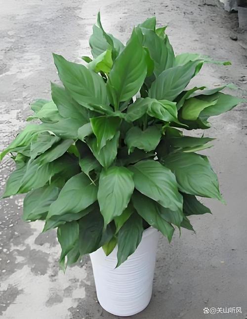 万年青命格属于哪一种命格？36种命格中，万年青命格是哪一种？