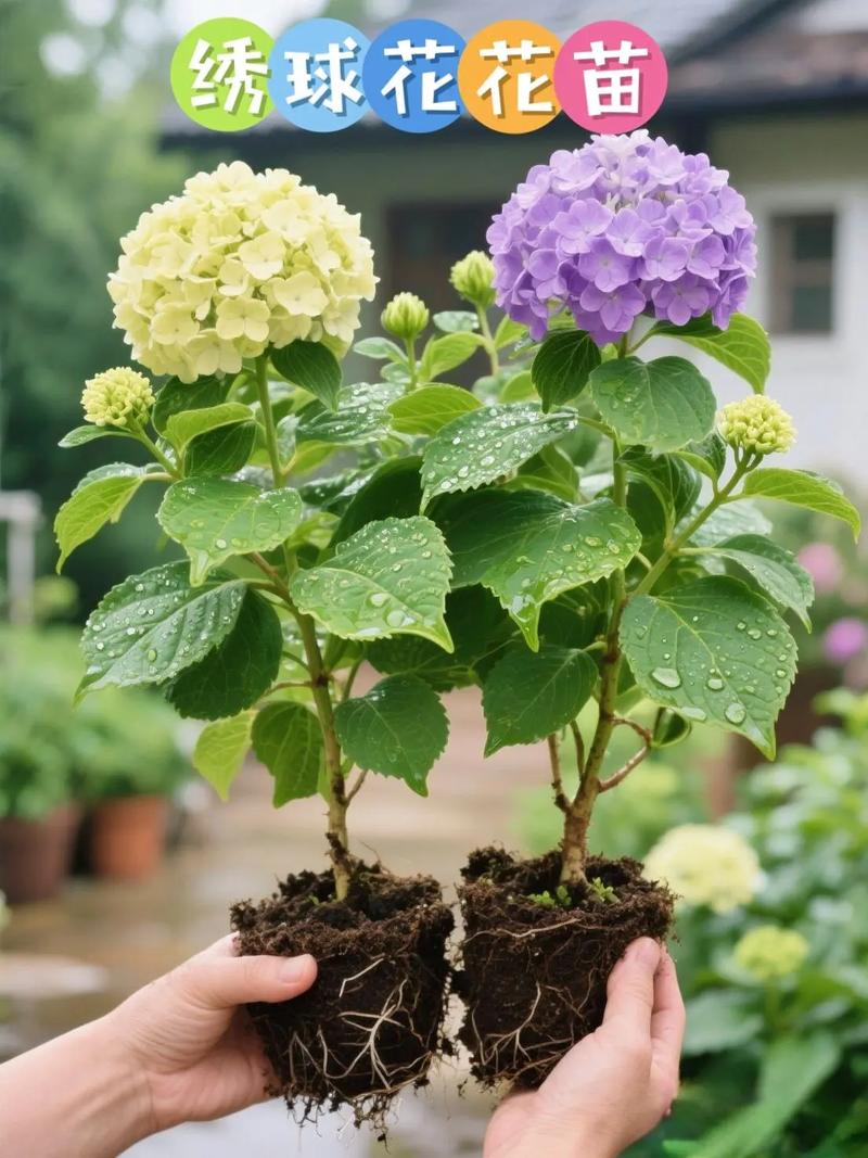 家里摆放绣球花对风水有好处吗？