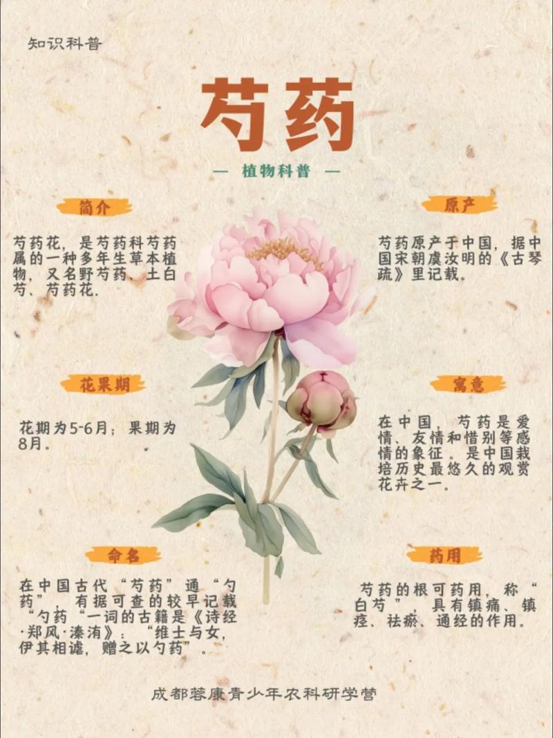 芍药种植对家居风水有何具体影响？