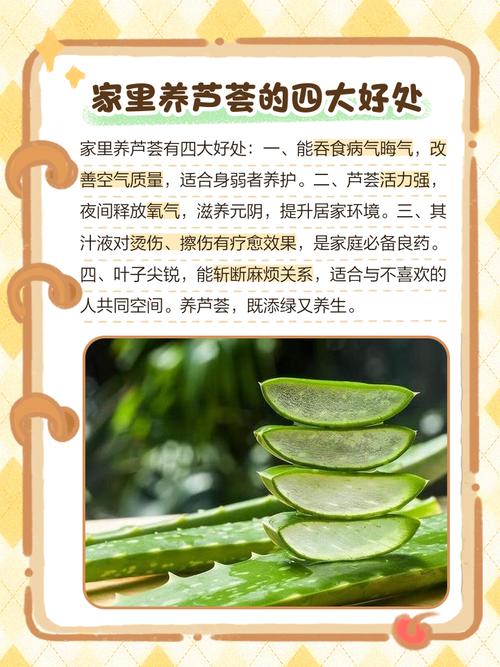 家里养芦荟对风水有影响吗？