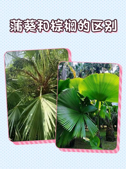 棕榈蒲葵对风水的影响究竟有多大？