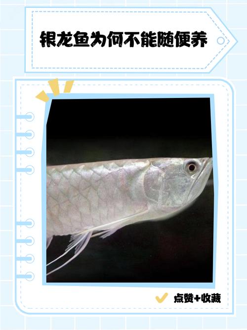 这条银龙作为风水鱼，其摆放位置有何讲究？