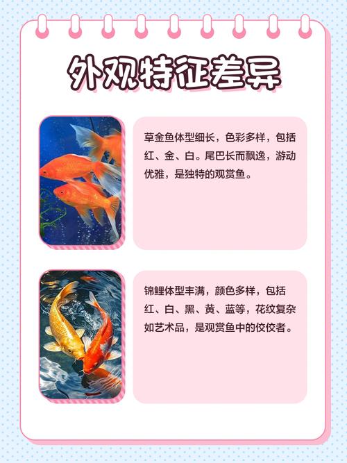 鲸鲤鱼究竟是不是风水鱼的一种呢？