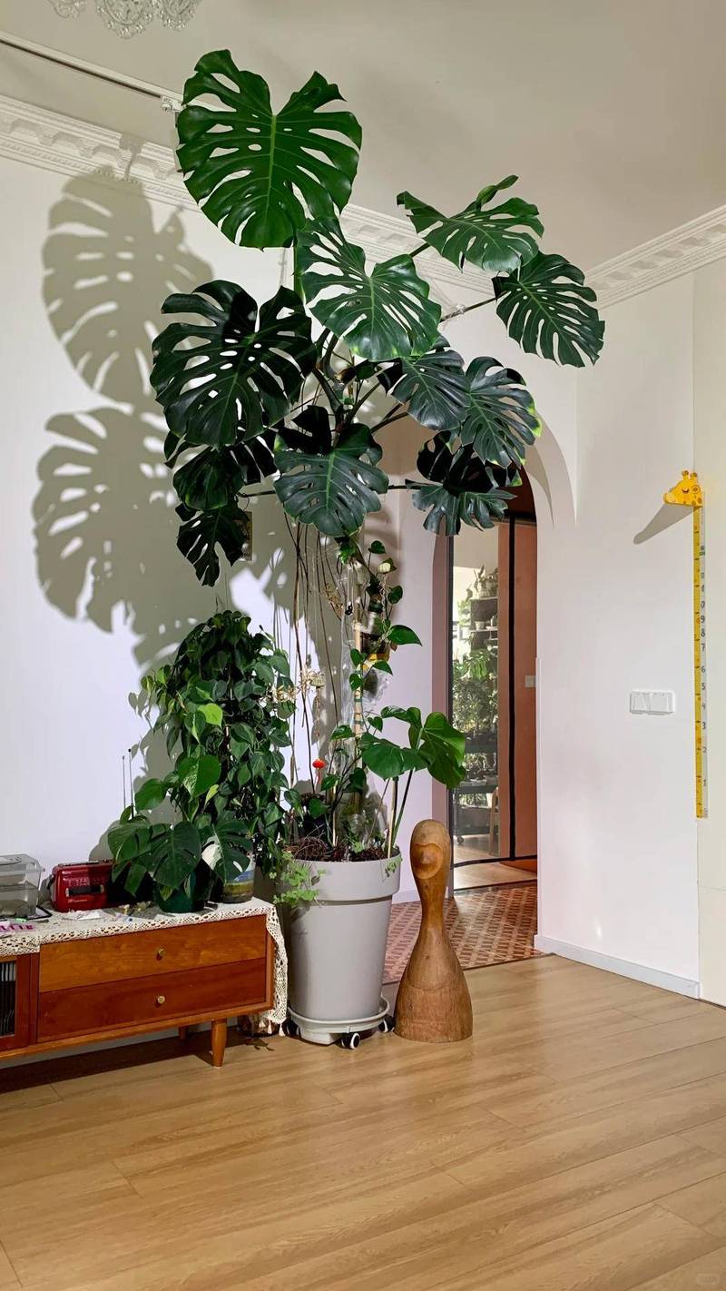 客厅摆放龟背花对风水有影响吗？适合养吗？