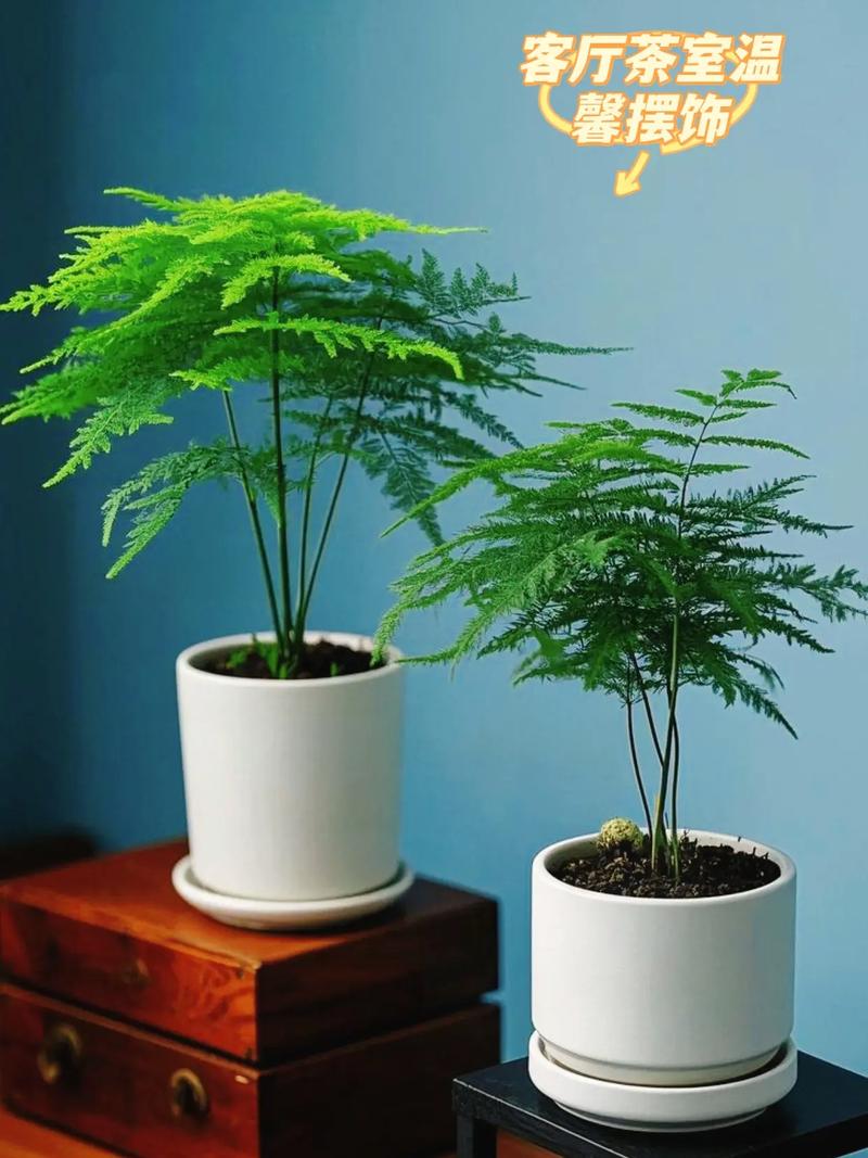 茶杯放在家里可以养护植物吗？这样的摆放风水上合适吗？