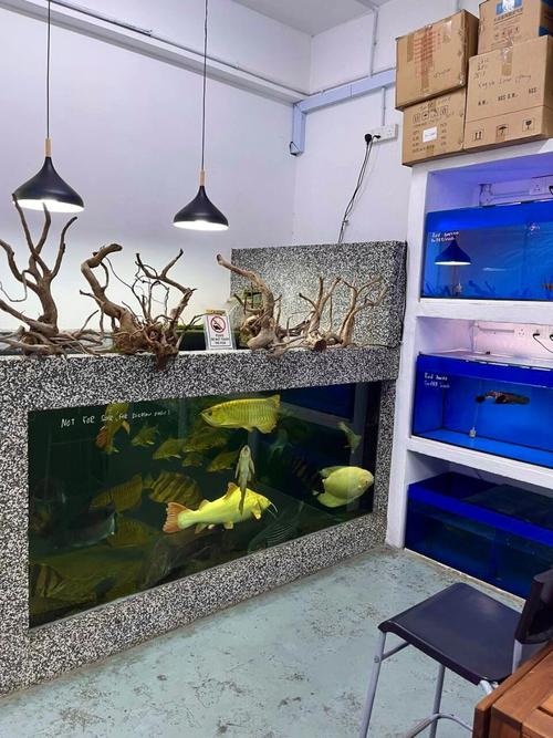 家里风水适宜养鲨鱼吗？这可是个需要深思熟虑的问题哦！