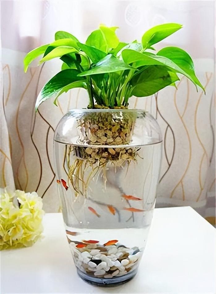 风水鱼缸上方摆放绿萝，这样做对风水有影响吗？