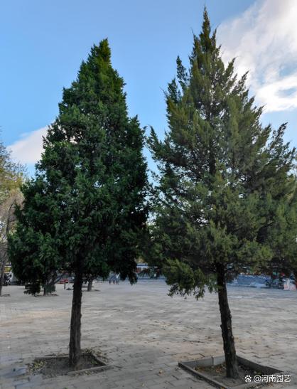 柏树院内枯死是否会对家庭风水产生不良影响？