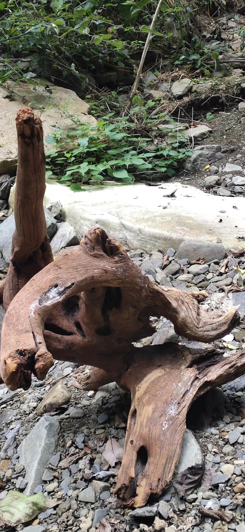 枯木对风水有影响吗？