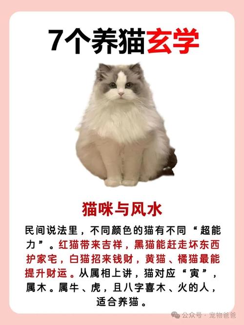 家里风水不佳，养猫能否改善运势？