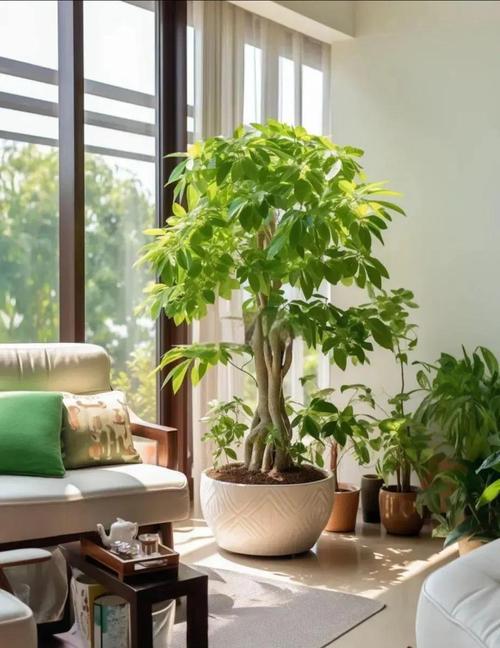 客厅摆放大树会影响风水运势吗？