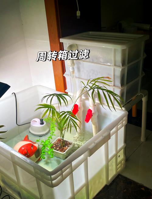 养龟的环境对风水有影响吗？如何选择最佳位置和布局？