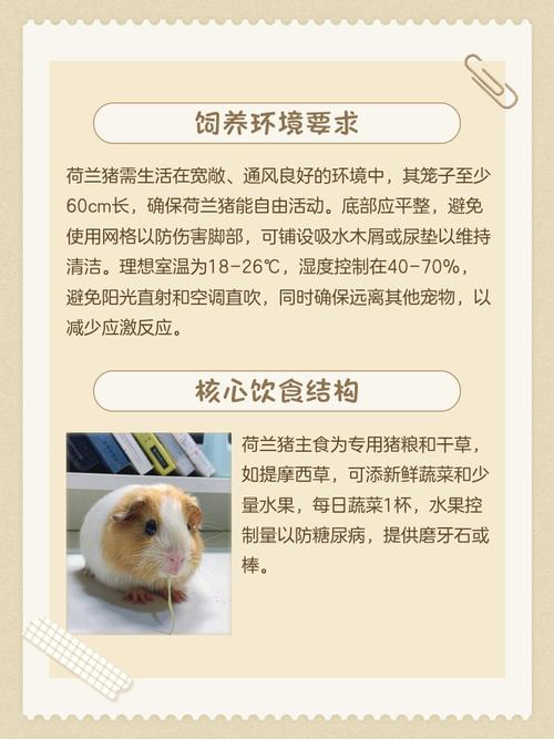 家里养豚鼠会对风水产生怎样的影响呢？