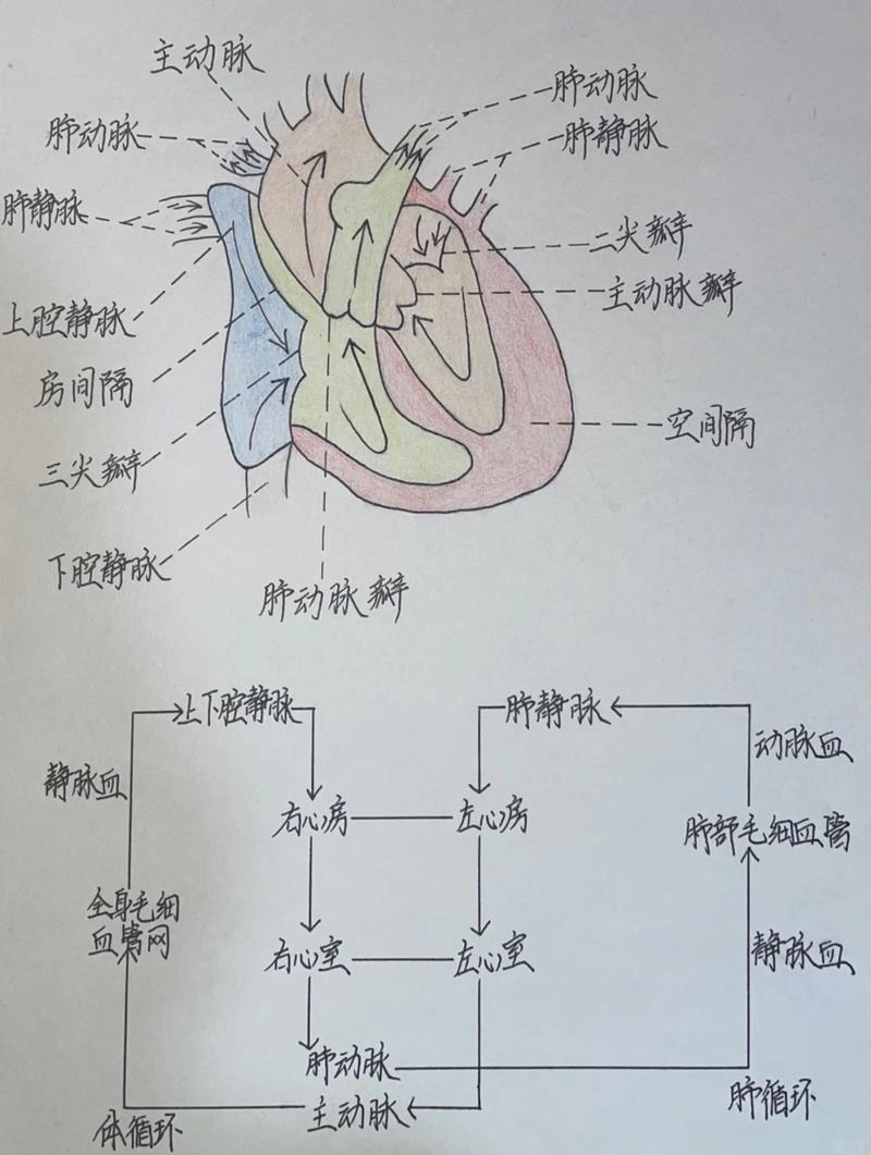 医学视角下，人的生命组成原理是怎样的？
