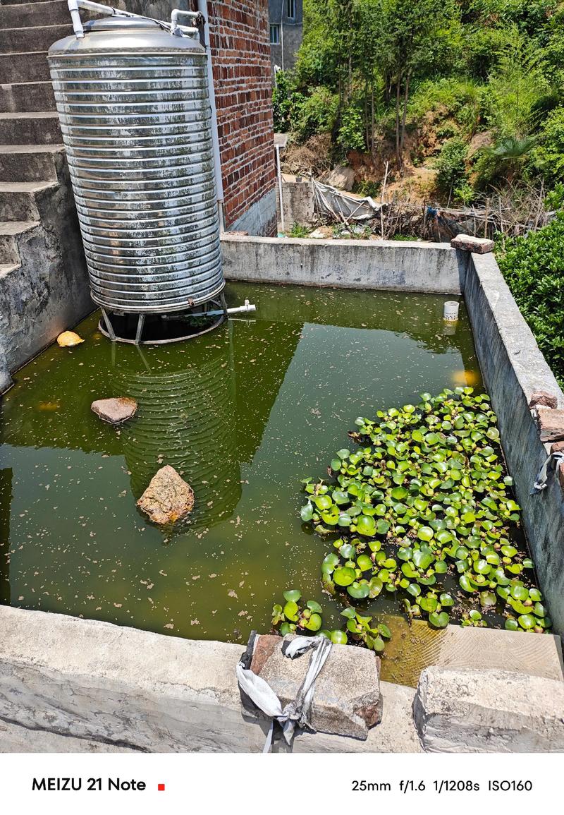 在楼房顶上养龟风水怎么样？适合吗？