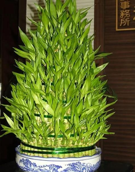 家里摆放竹子对风水有影响吗？
