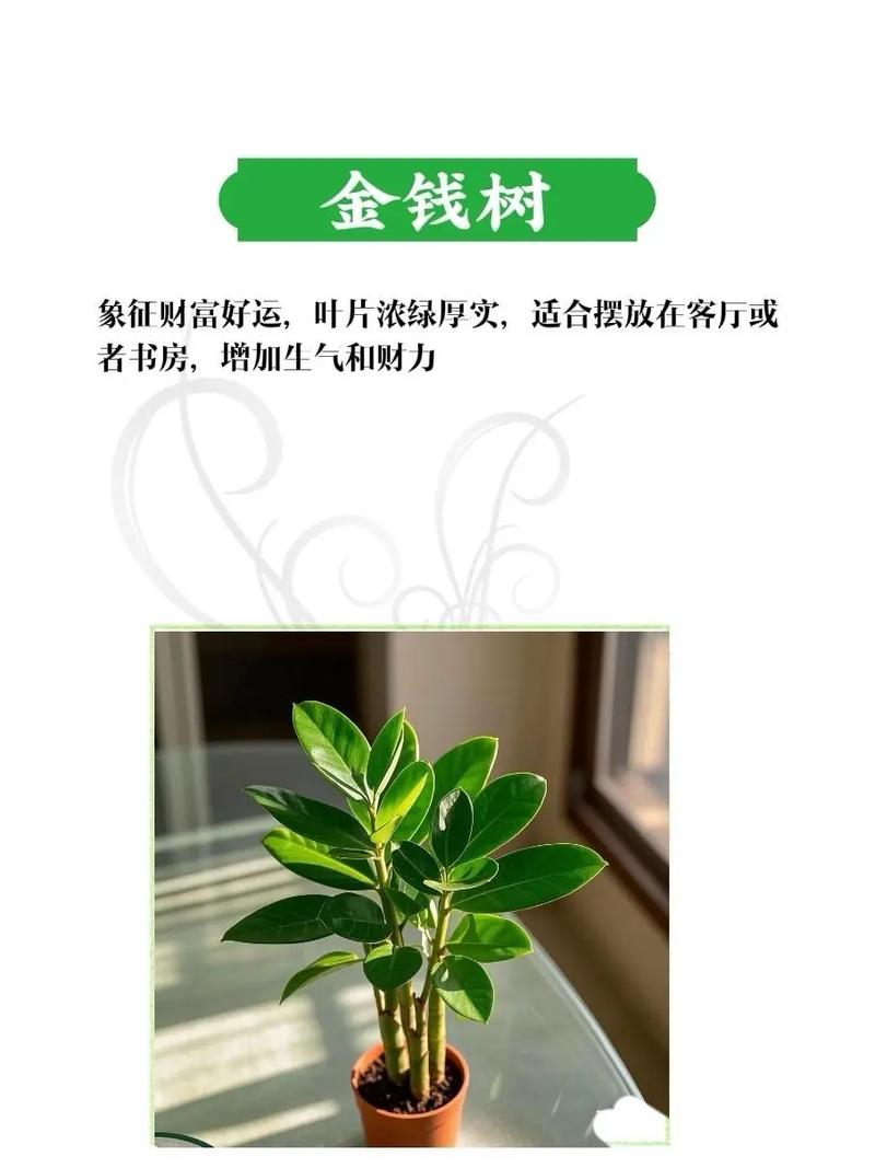植物真的能改变家里的风水，带来好运吗？
