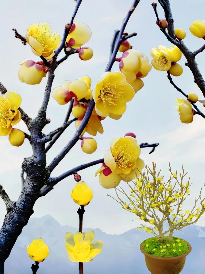 室内摆放腊梅对风水有好处吗？