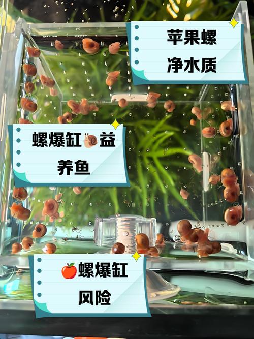 将海螺放置在鱼缸中会对家居风水产生怎样的影响呢？