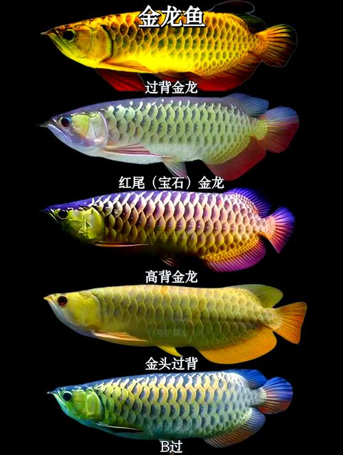 龙鱼真的具有风水效果吗？这其中的科学依据和民间传说又是怎样的呢？