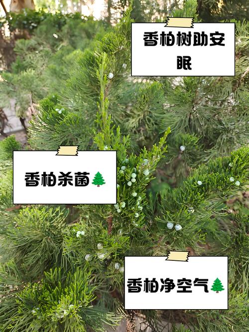 风水门前种柏树有什么好处？