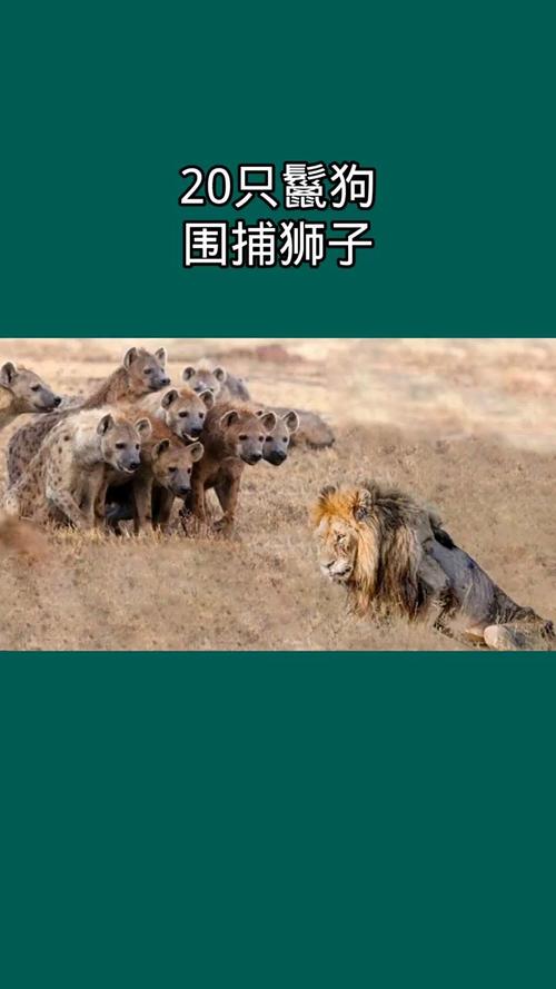 猎狗吃狮子这种现象在风水学上有什么讲究吗？