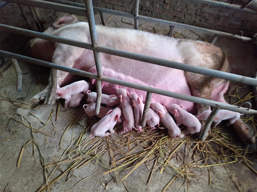 2014年出生的宝宝和2019年出生的猪宝宝分别是什么命？