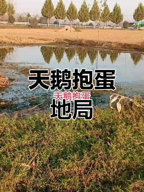 大地将天鹅孵蛋的风水原理是什么？