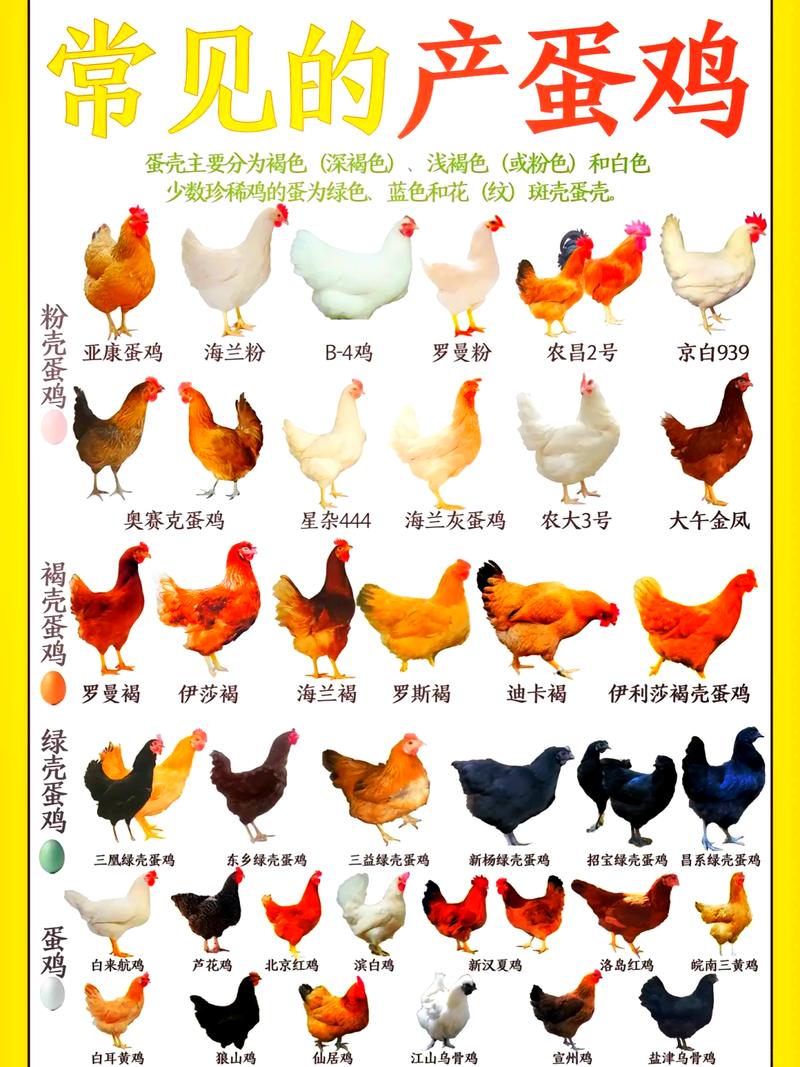 生肖鸡中，火鸡、木鸡、水鸡、土鸡哪种命最好？