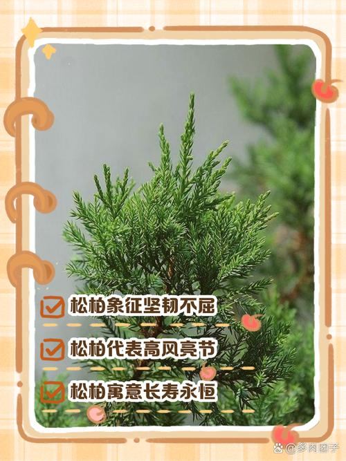 松柏命代表什么含义？松柏木命最忌讳什么？如何化解？