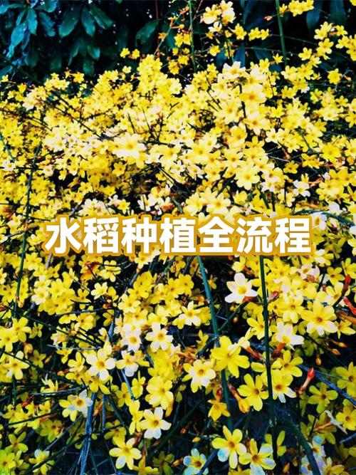 楼顶种植水稻是否违背传统风水原则？