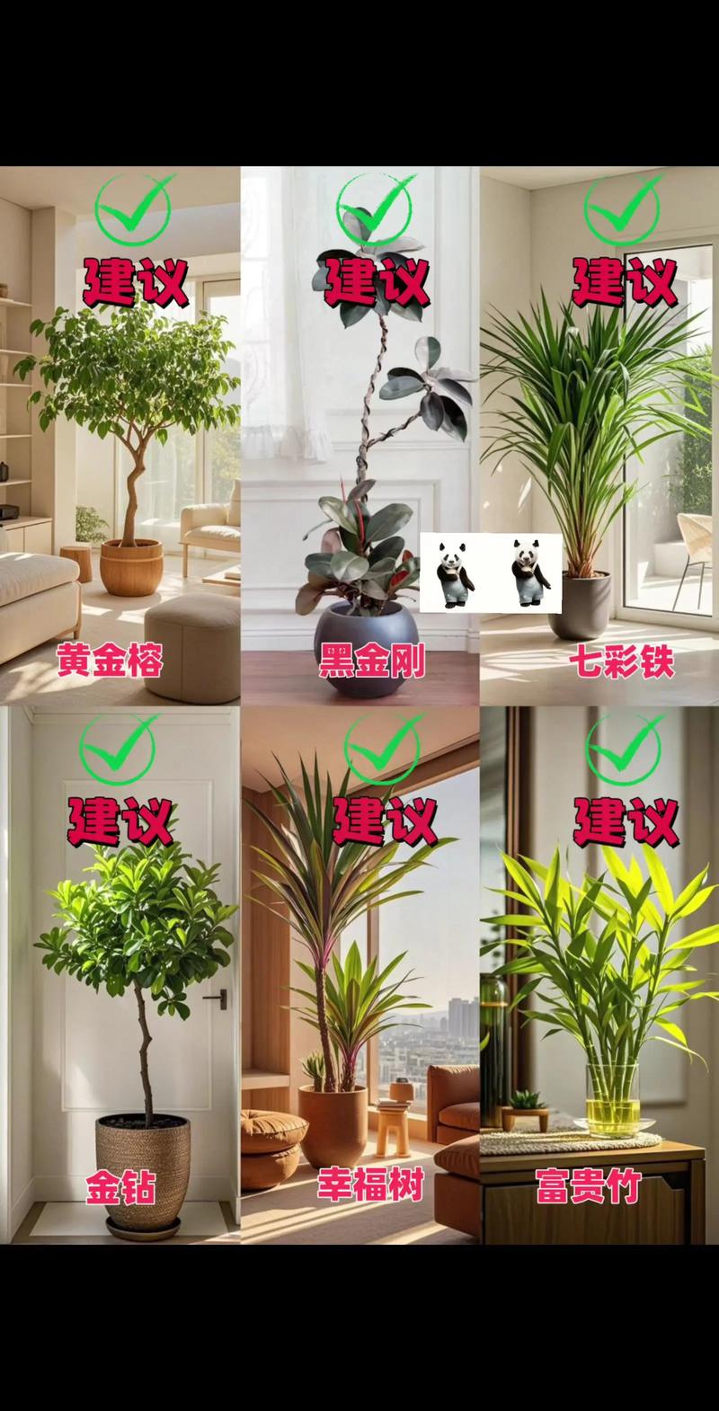 家里摆放花卉对风水有益吗？适合养花吗？