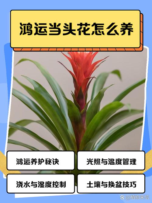 在天上种植花朵，这样的风水环境怎么样呢？