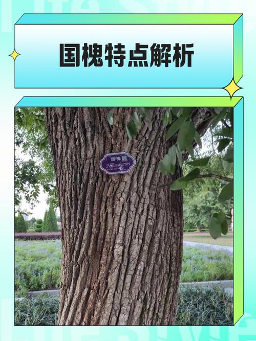 砍伐槐树会对家宅风水产生怎样的影响？