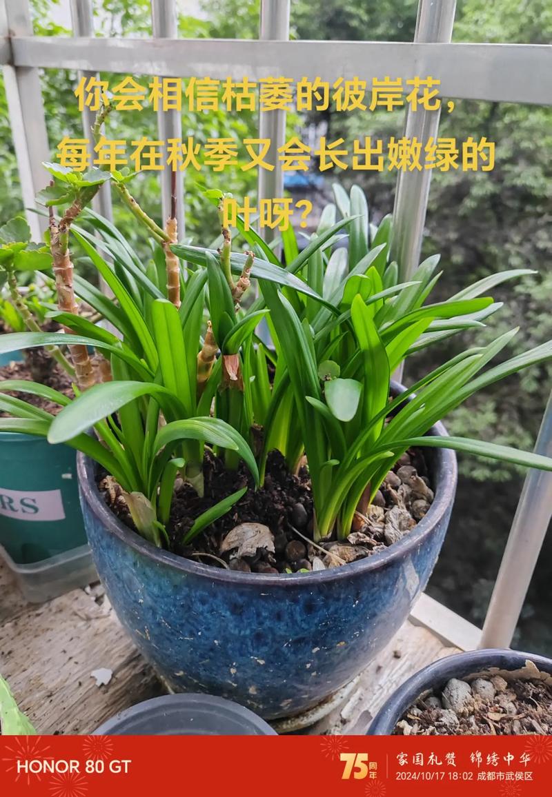 阳台种植彼岸花对风水有影响吗？