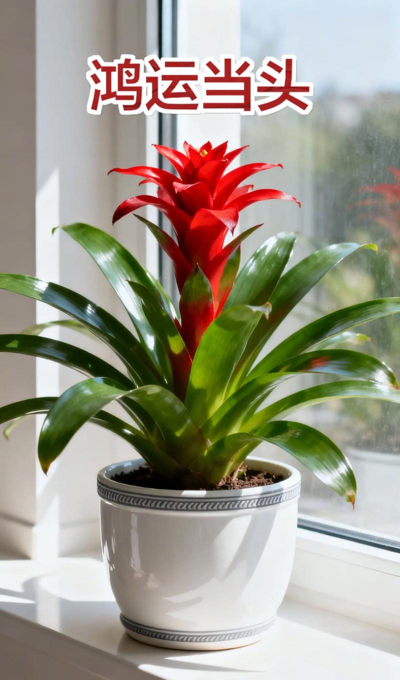 鸿运当头命理属性是什么？其寓意和风水象征如何改写？