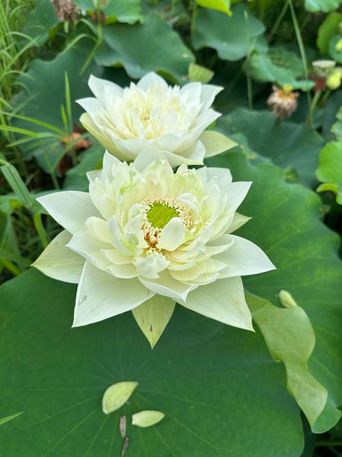 门口种荷花对风水有影响吗？