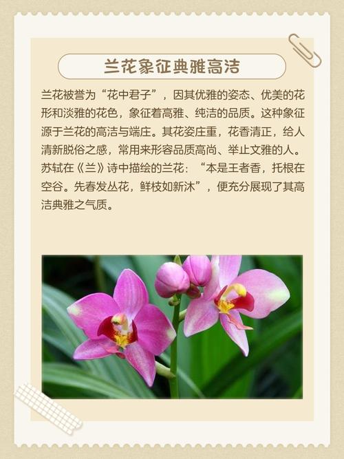 兰花种植在风水上是否具有辟邪作用？