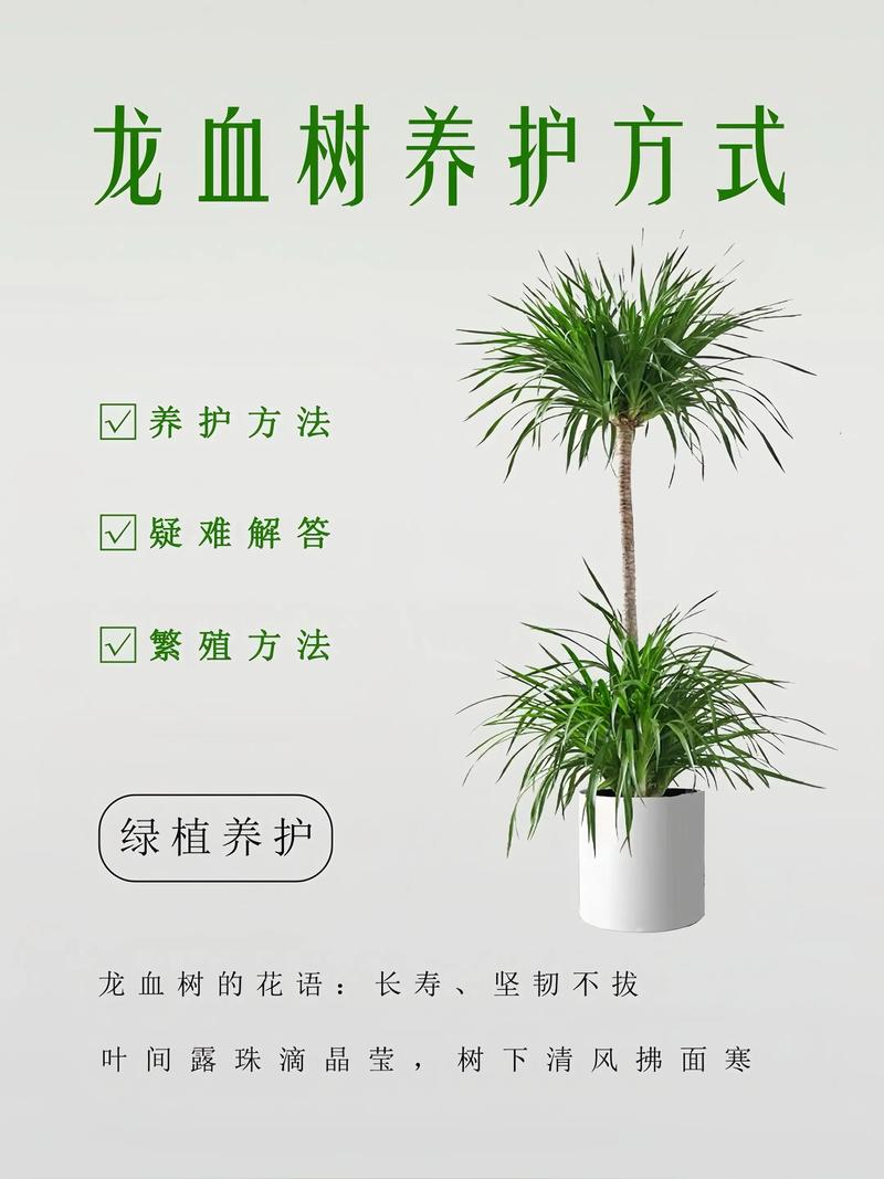 室外带刺植物对住宅风水有怎样的影响？