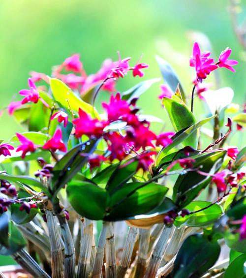 厨房摆放石斛会影响家居风水吗？