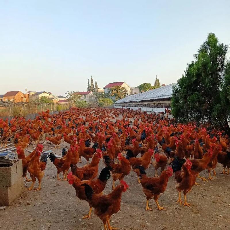 2026年农历三月十七适合养殖吗，今日养殖是否适宜？