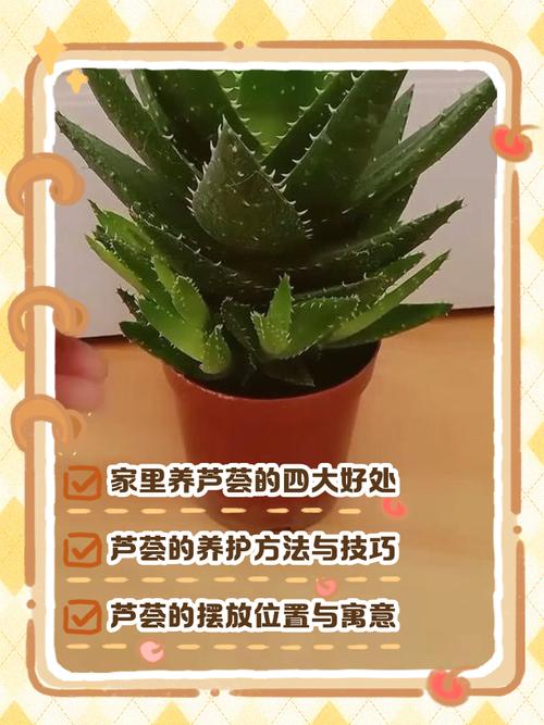 家里养芦荟对风水有影响吗？