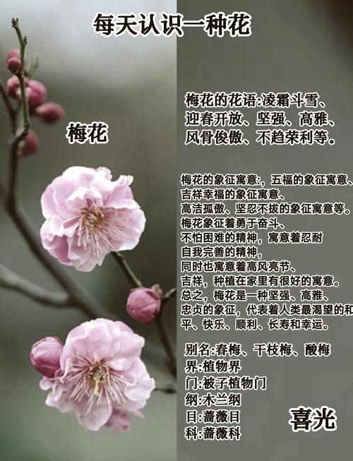 梅花之命是哪种命格？梅花命对女性意味着什么？