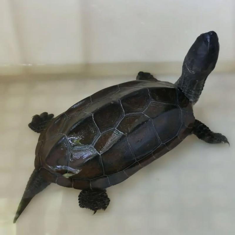 难道只有墨龟被称为风水龟，其他龟种就没有这样的美誉吗？