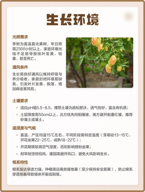 枣树种植时有哪些风水禁忌需要注意？