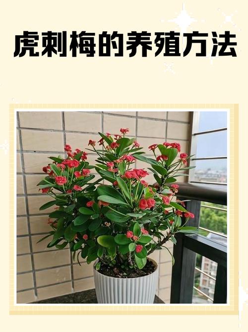 墙根处种花对风水有影响吗？